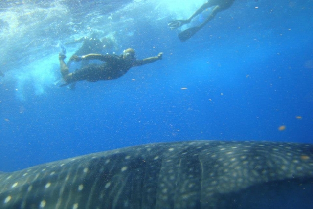 Snorkel con tiburon ballena